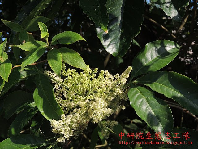 山刈葉-聚繖花序頂生或腋生，花小而多