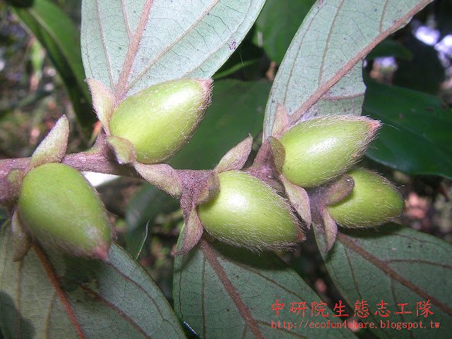 軟毛柿未熟果，卵形，未熟前被長柔毛