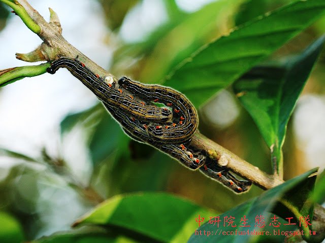 山豬肝上群聚的臺灣茶蠶蛾