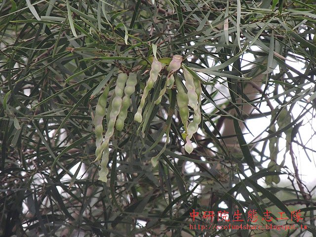 相思樹結長莢果