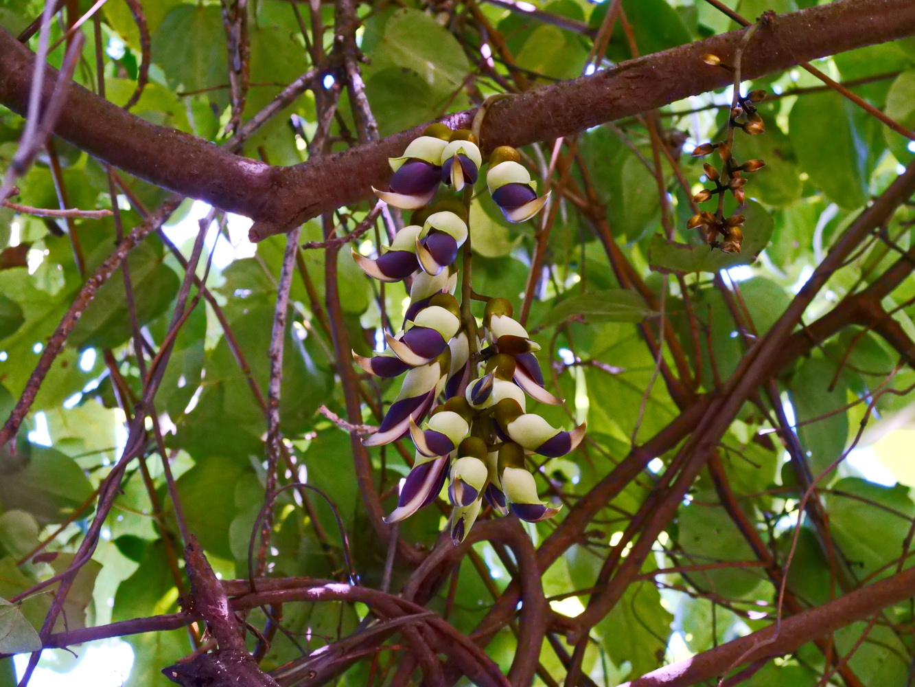 血藤花序和蓄勢待開的花苞