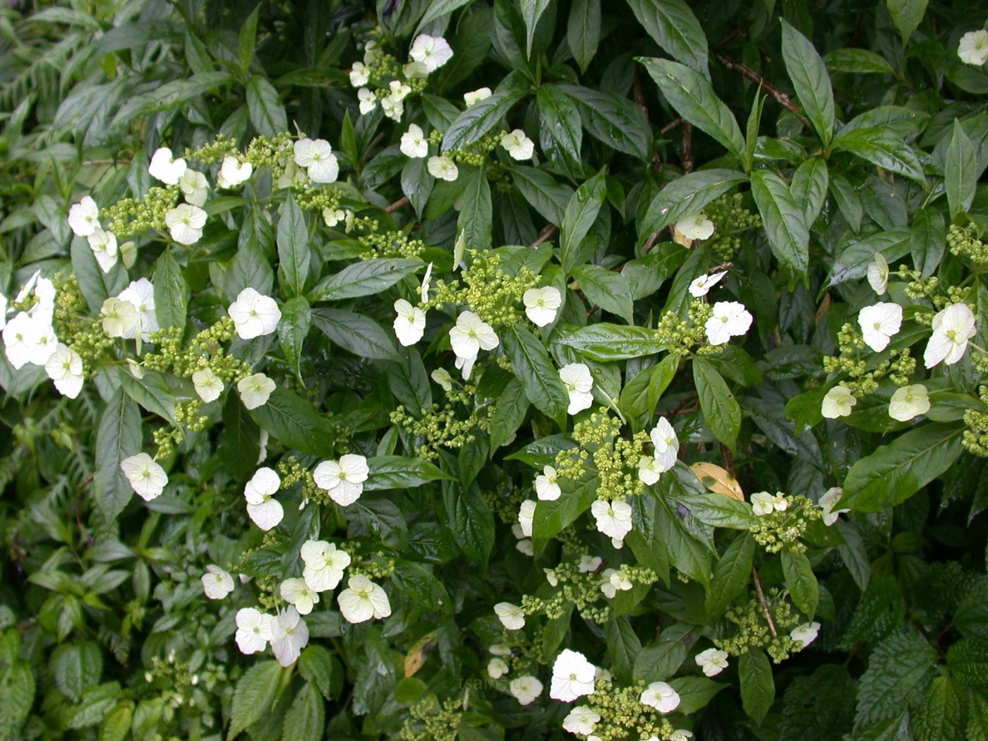 華八仙花