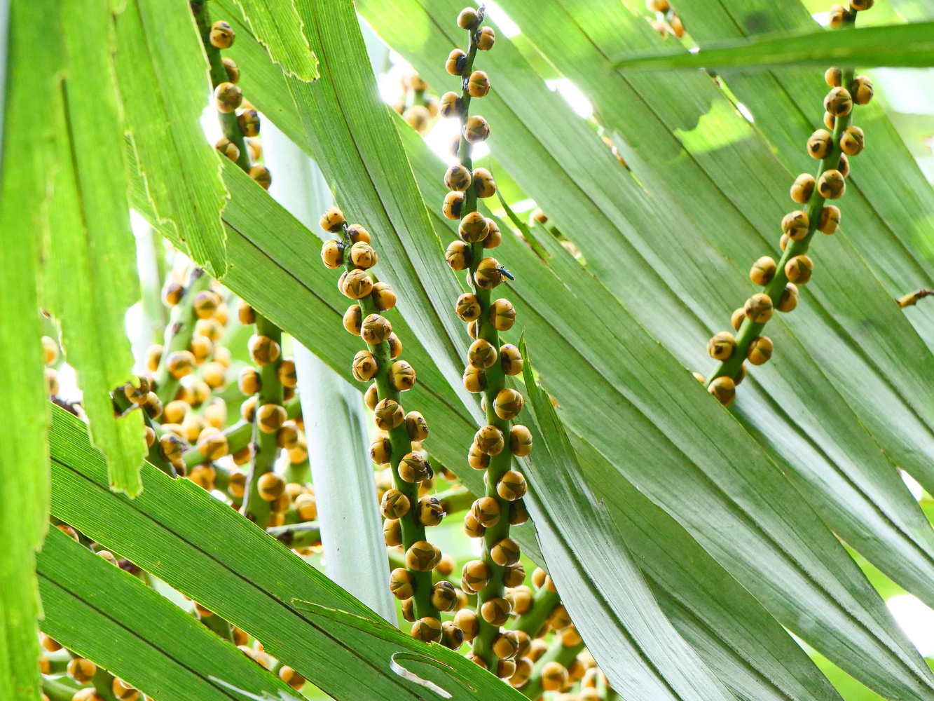 山棕雌花的小花圓形(生技園區) 