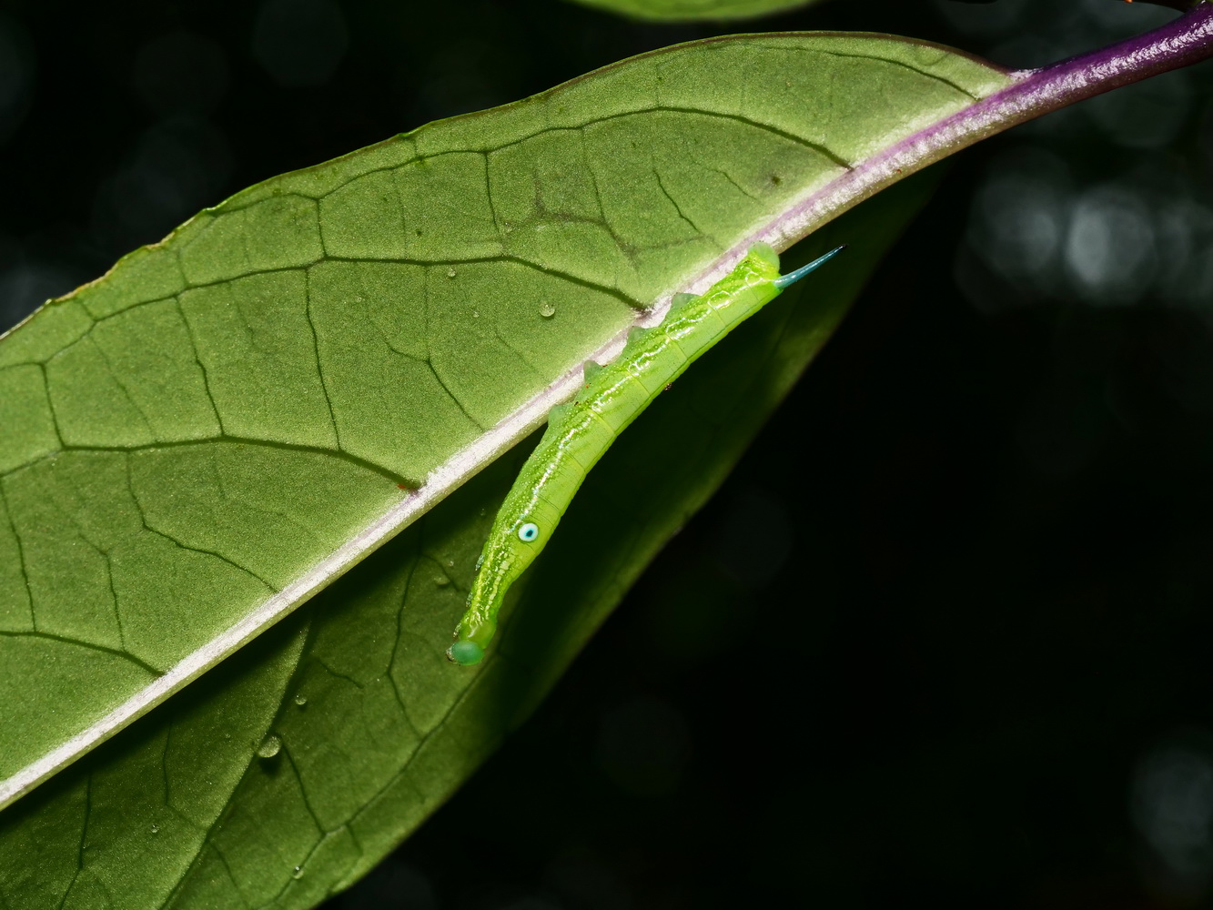 華八仙葉上的雙斑白肩天蛾幼蟲