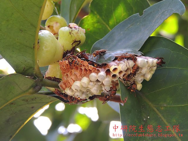 結果的蓮霧樹上有一個 雙斑長腳蜂 的蜂巢