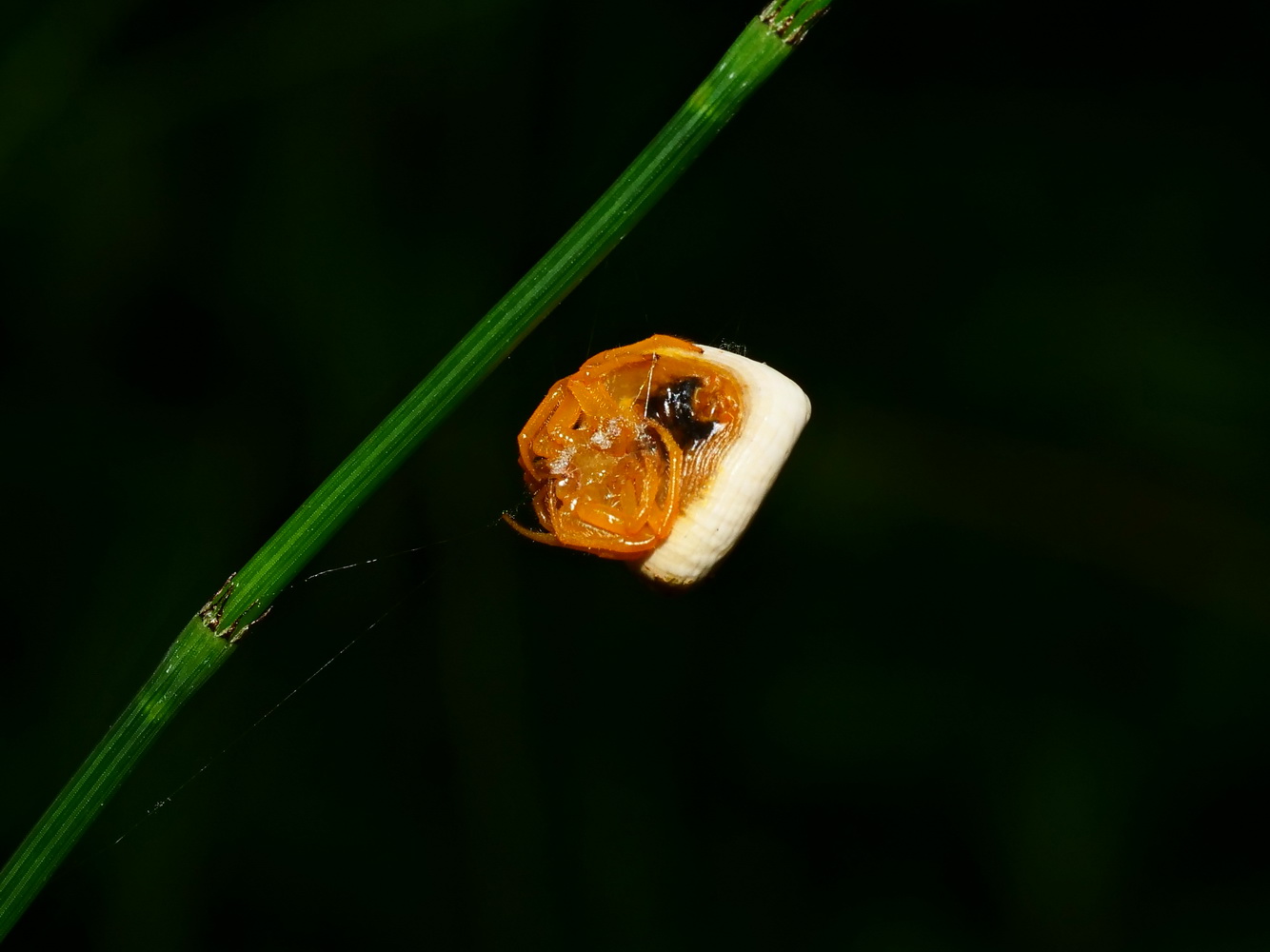 鳥糞蛛(腹面)