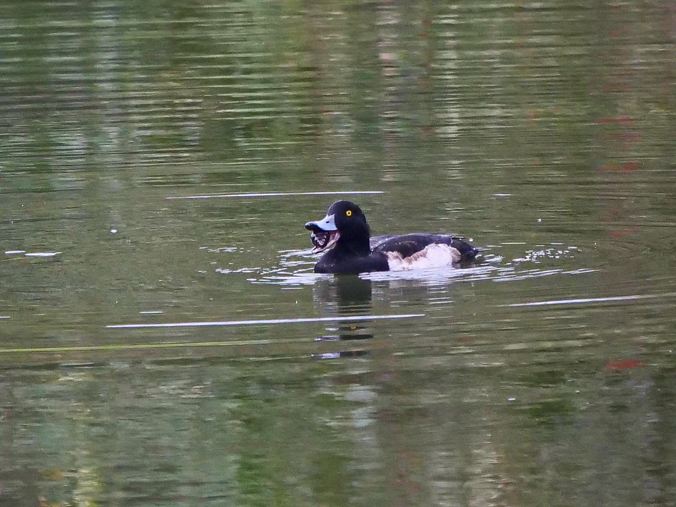 鳳頭潛鴨生吞福壽螺