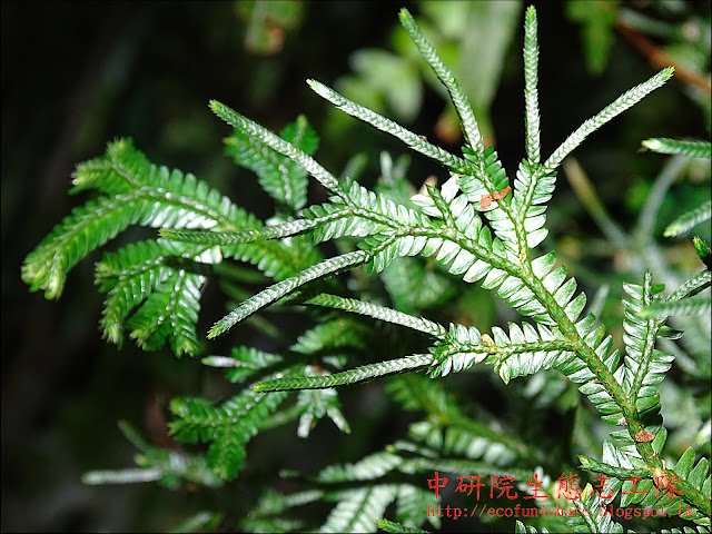 生根卷柏孢子囊穗