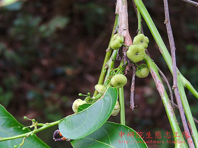披針葉饅頭果-蒴果，扁球形
