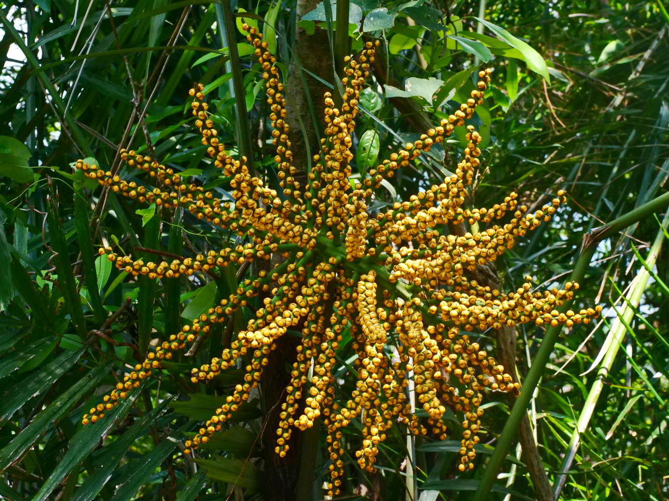 山棕雌花(院區)