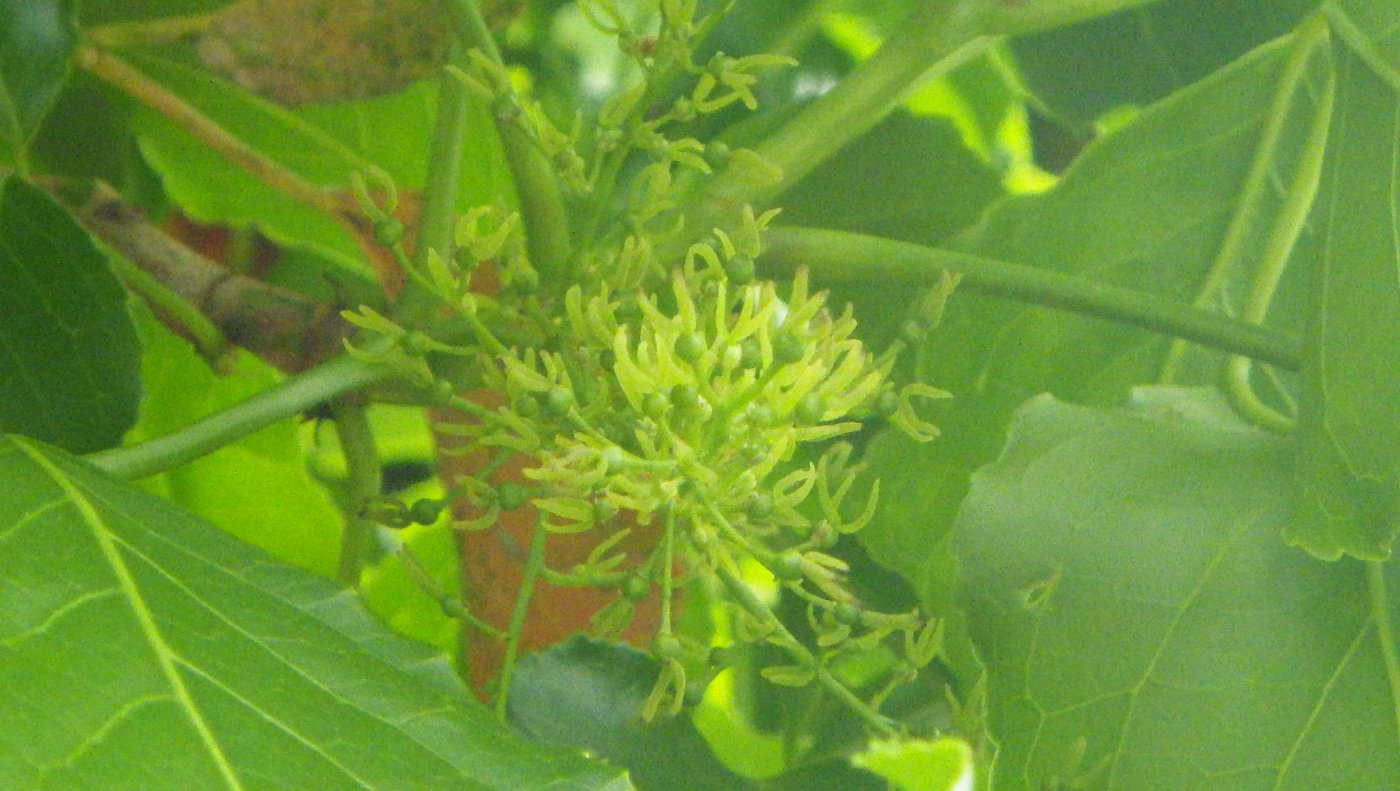 茄冬雌花花序