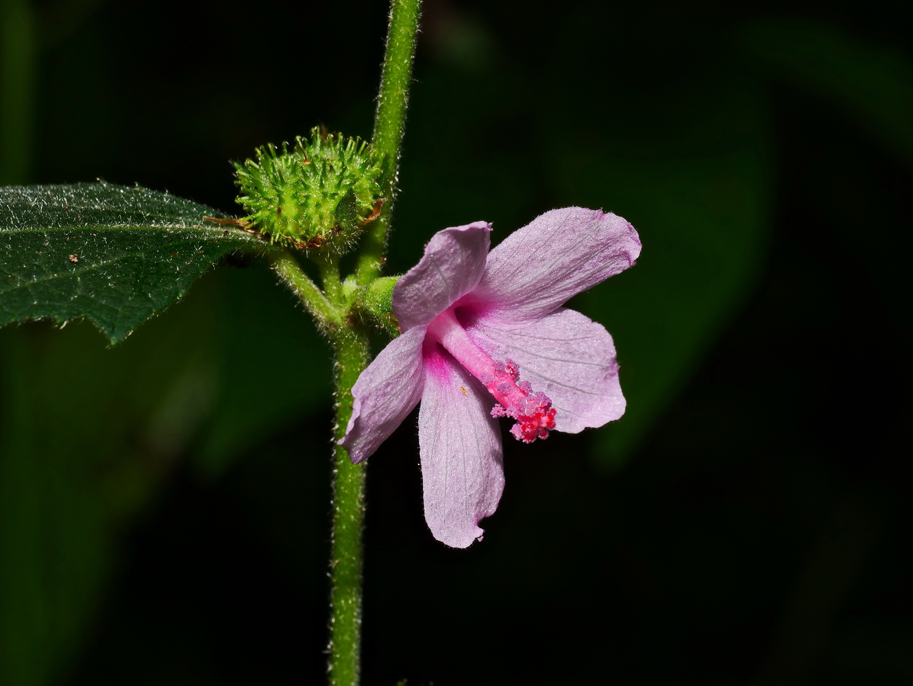 野棉花