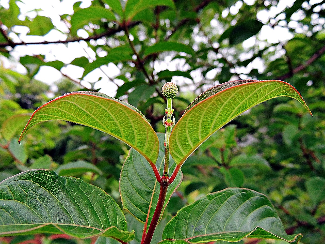 風箱樹新葉葉緣與葉柄泛紅，嫩枝色彩搭配得很好看！