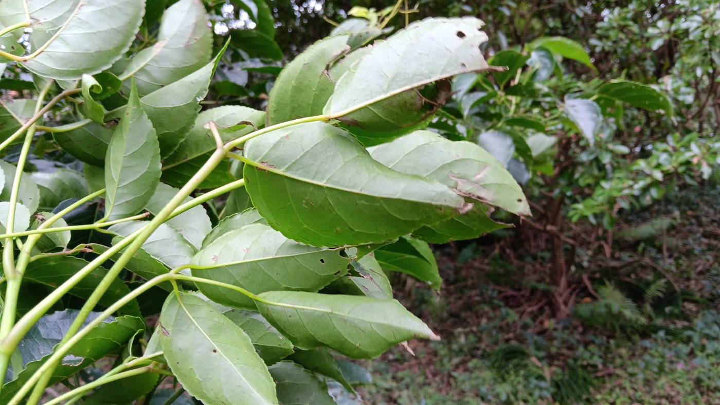 茄苳葉背
