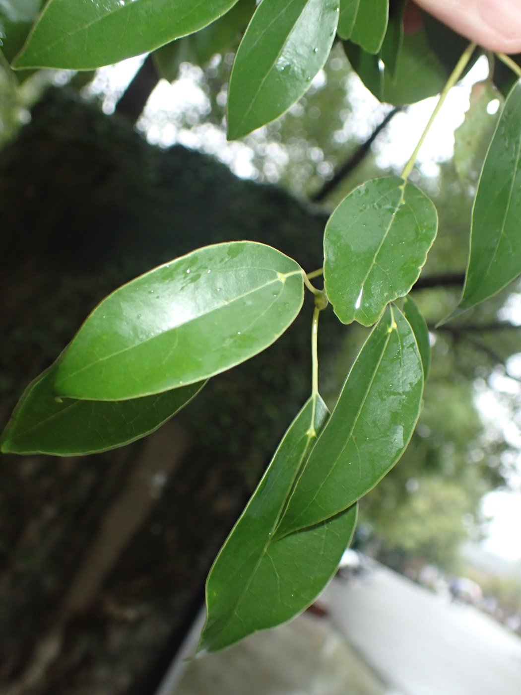 樟樹葉正面