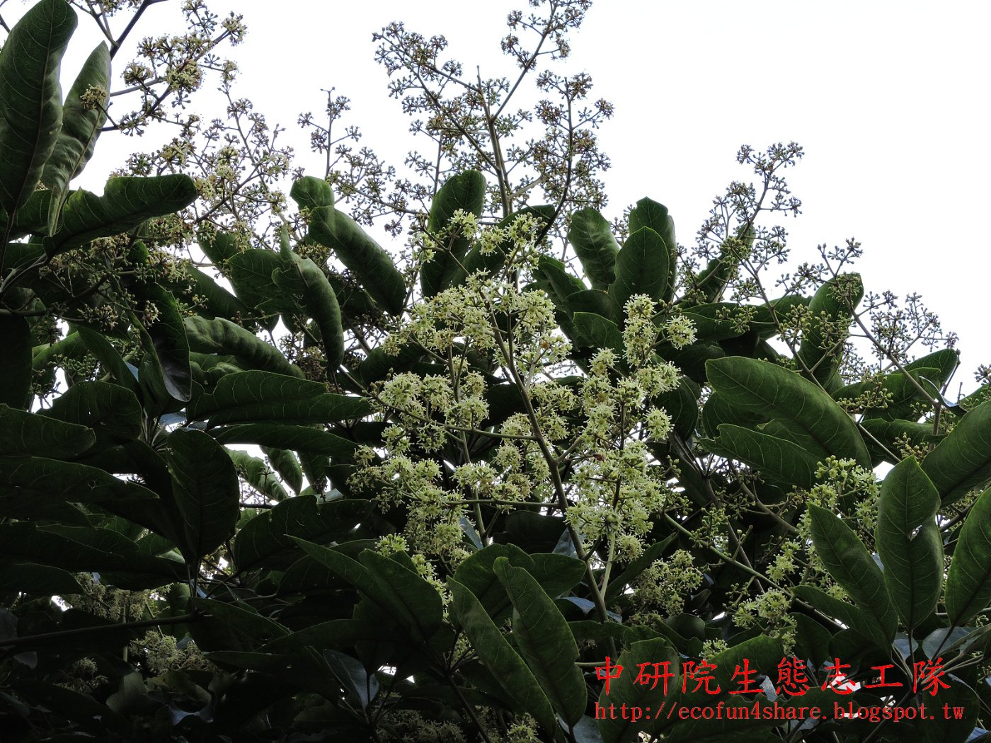 江某的圓錐狀繖形花序
