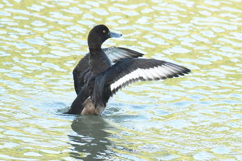 鳳頭潛鴨展翅