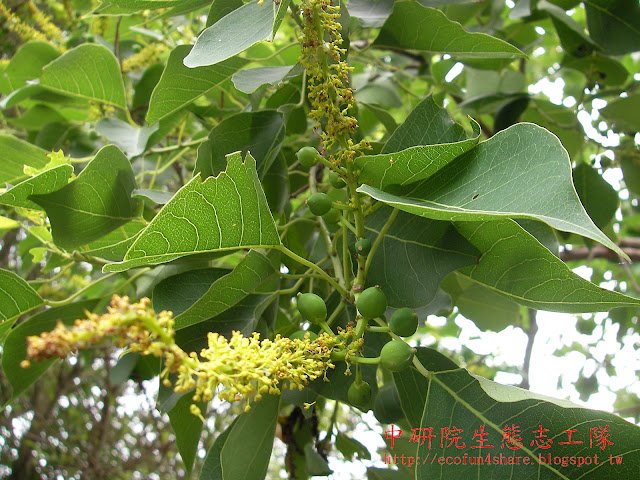 烏桕總狀花序與新生果
