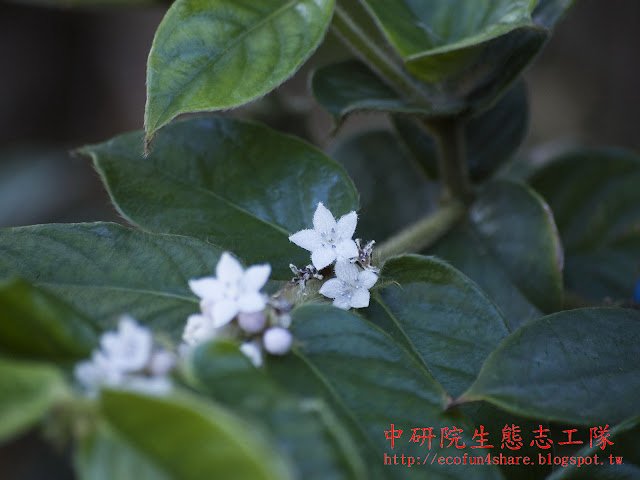 圓葉雞屎樹，花兩性，聚繖花序簇生於葉腋