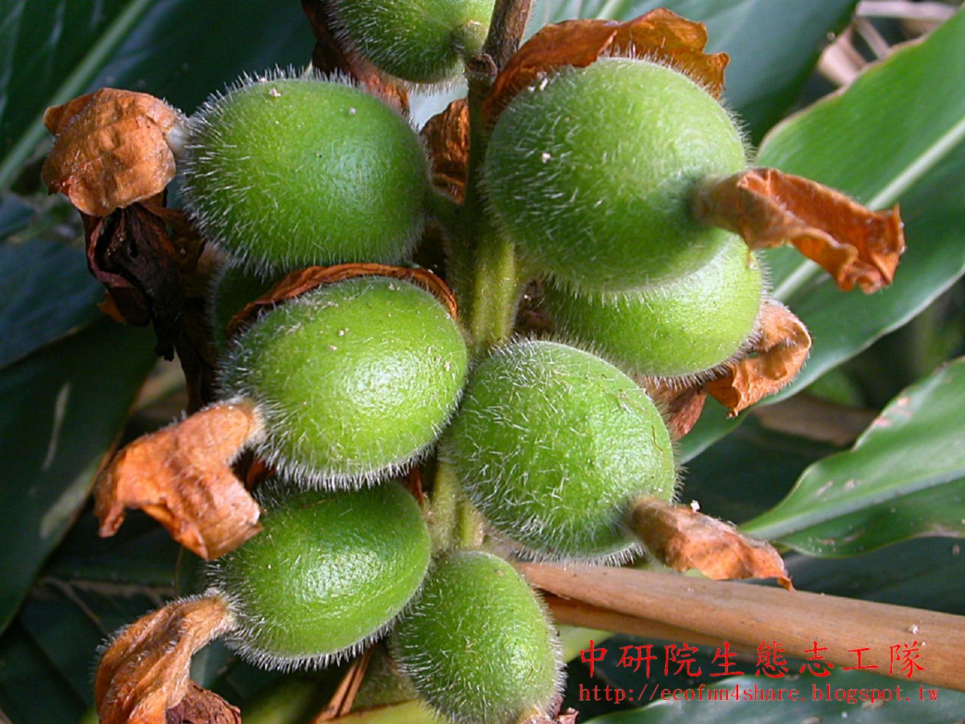 烏來月桃果-蒴果表面密生白色針毛-表面無稜-綠色未熟