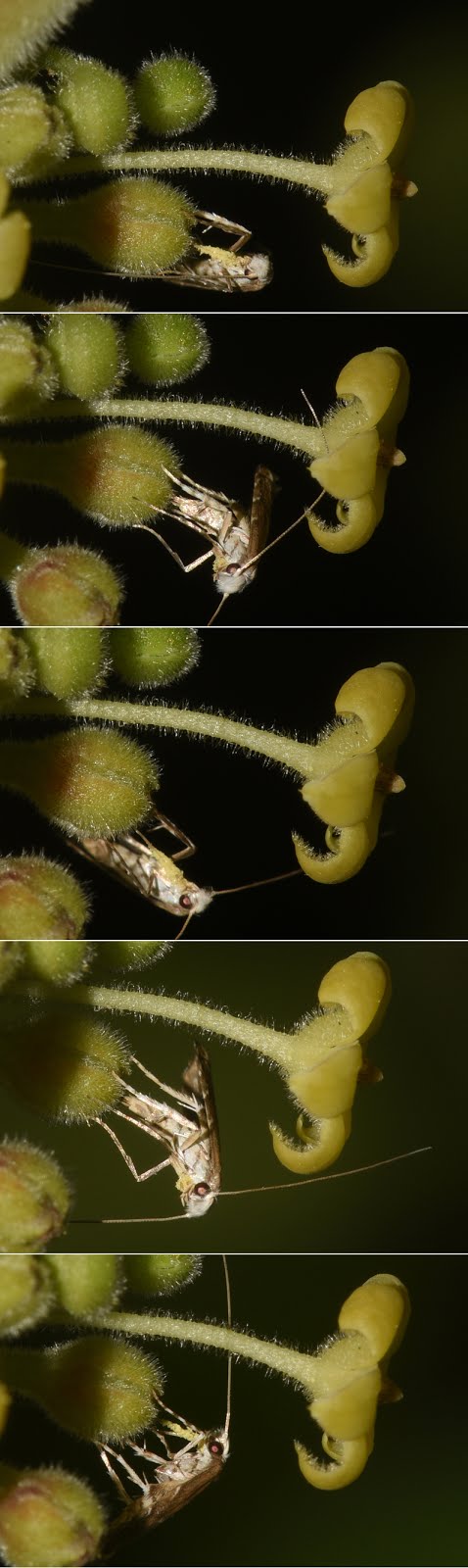 細蛾在同一朵花產卵兩次的組合