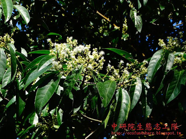 灰木科山豬肝-花序穗狀-基部分枝