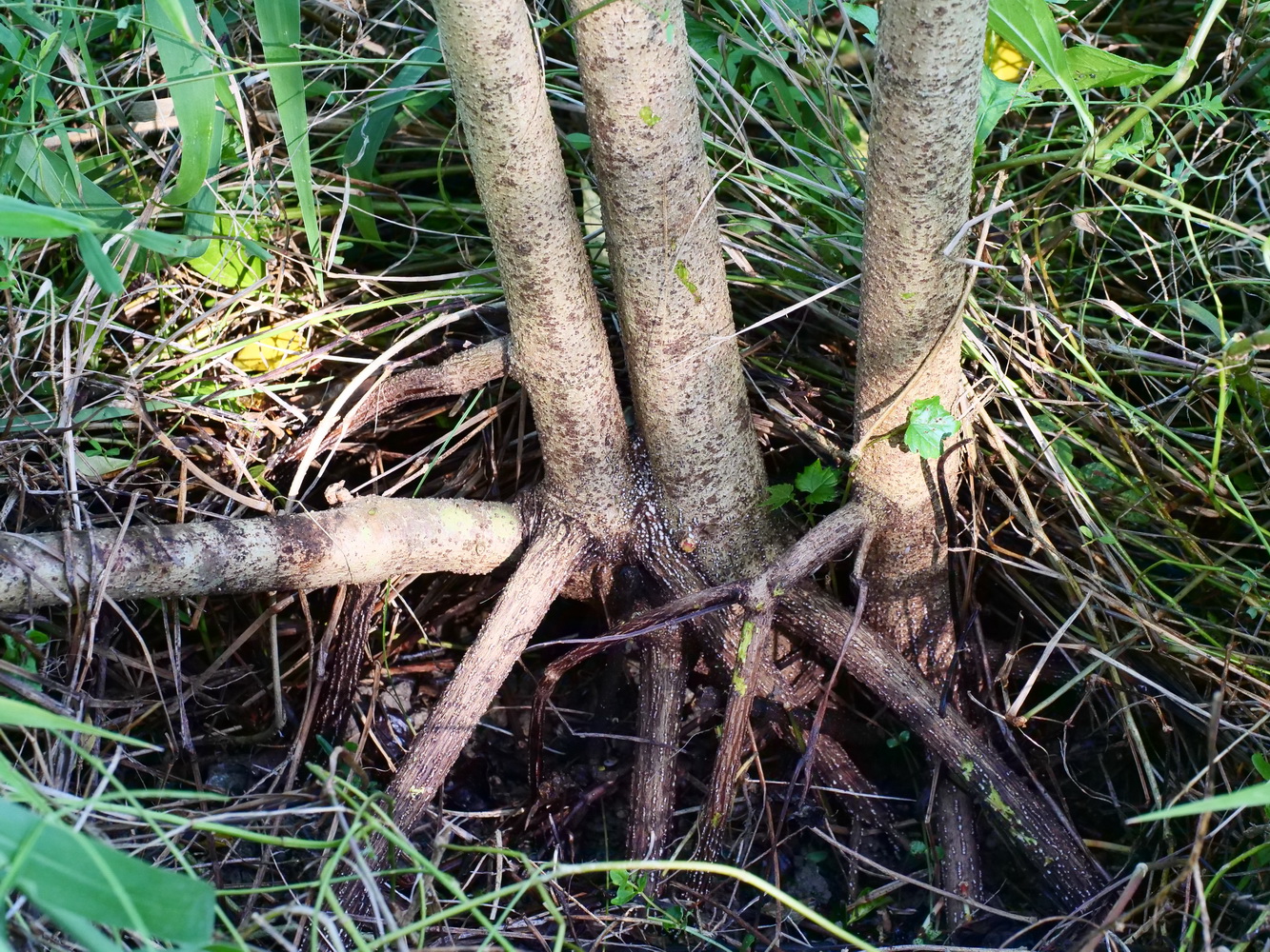 樹幹基部具支持根,增強植株的穩固性