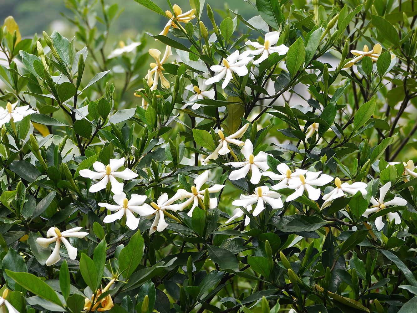 山黃梔開花