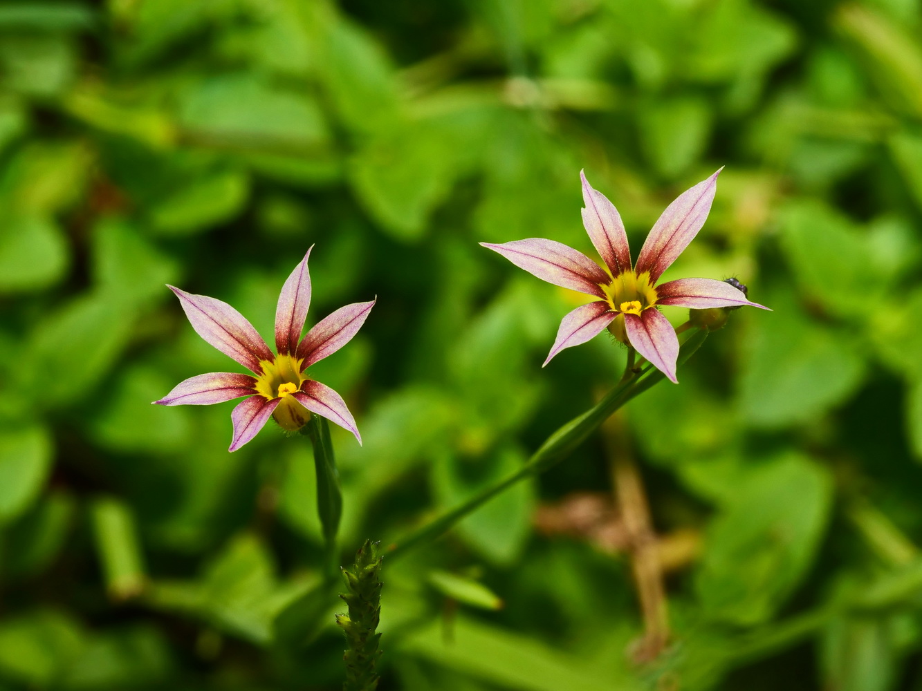 庭菖蒲(紅褐色)