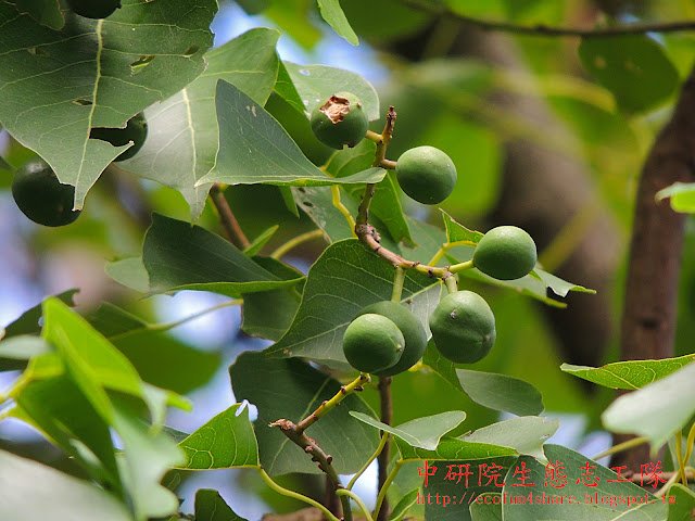 烏桕果-蒴果近球形-具三溝