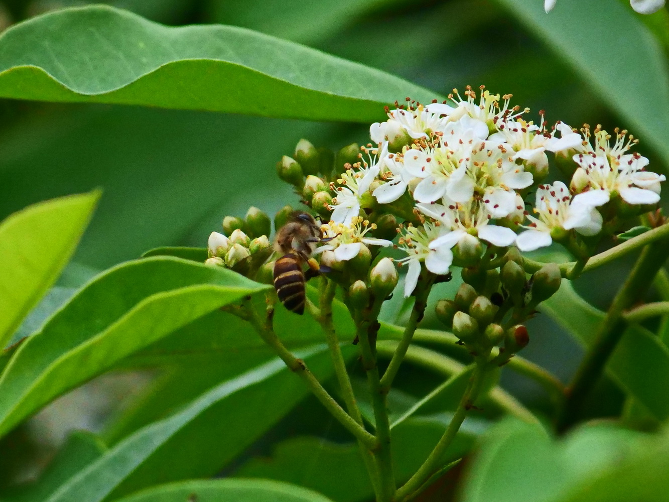 蜜蜂