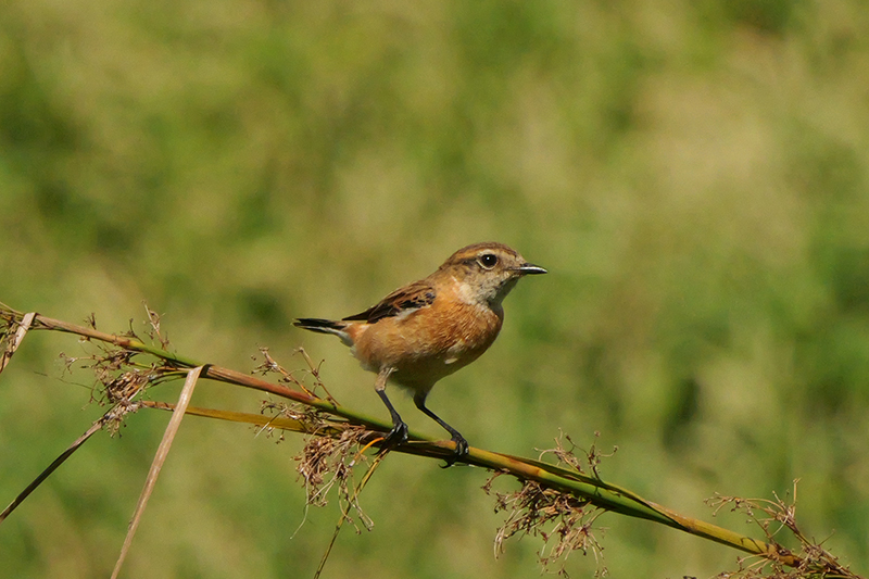 黑喉鴝雌鳥側面