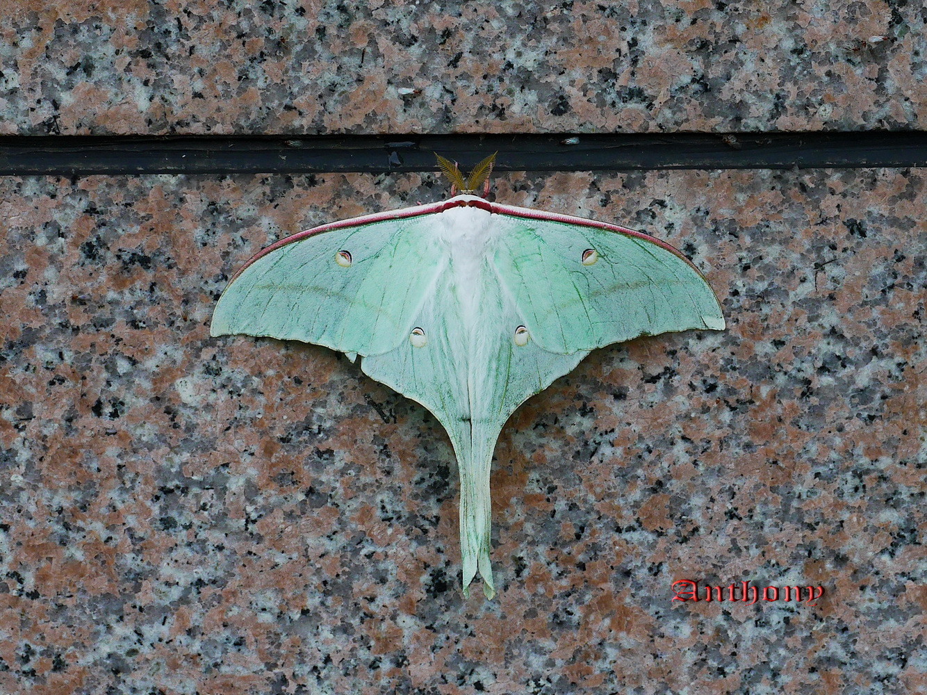 長尾水青蛾