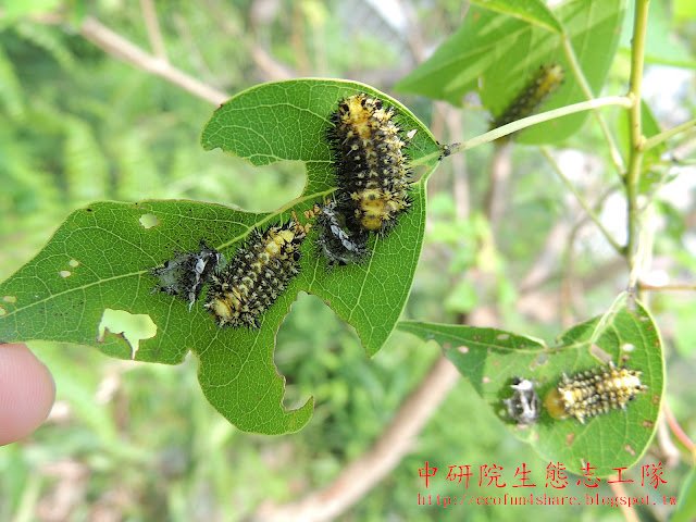 球鬚刺蛾幼蟲取草烏桕葉