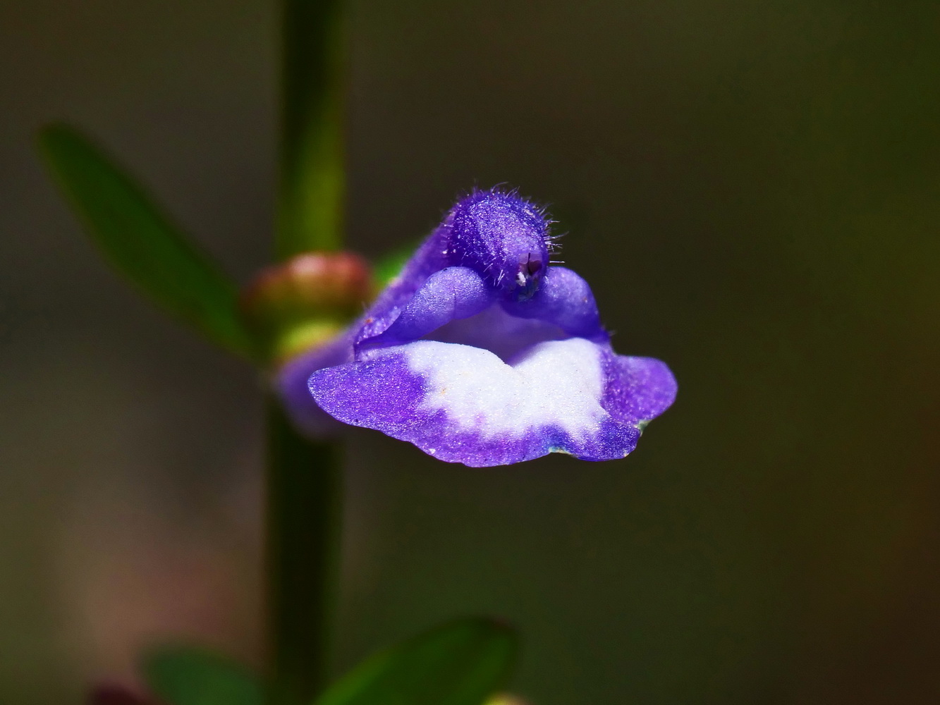 向天盞(花)