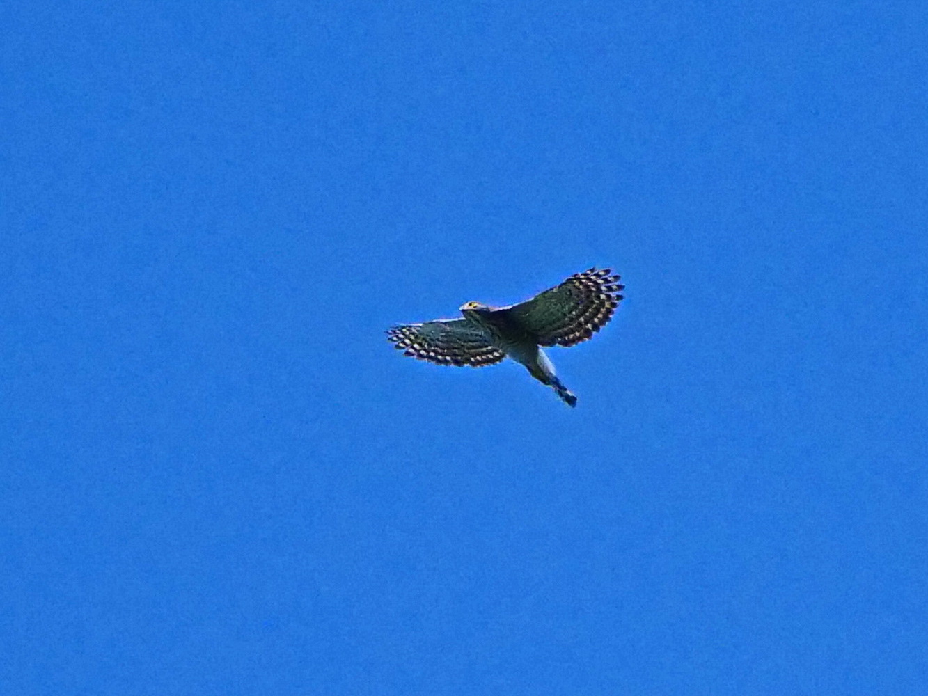 盤旋於高空的鳳頭蒼鷹