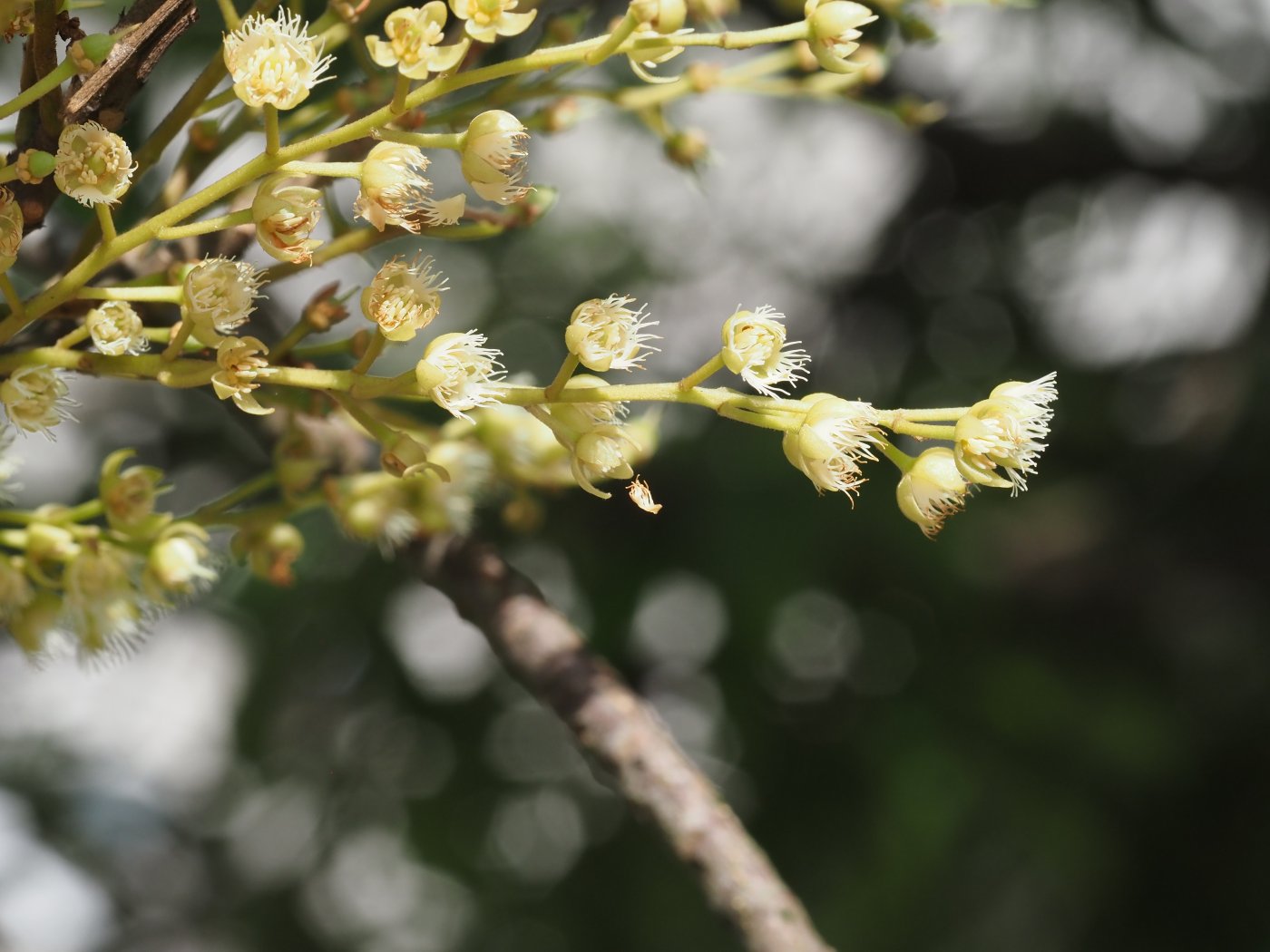 花瓣5，上部成絲狀，萼片5，綠色