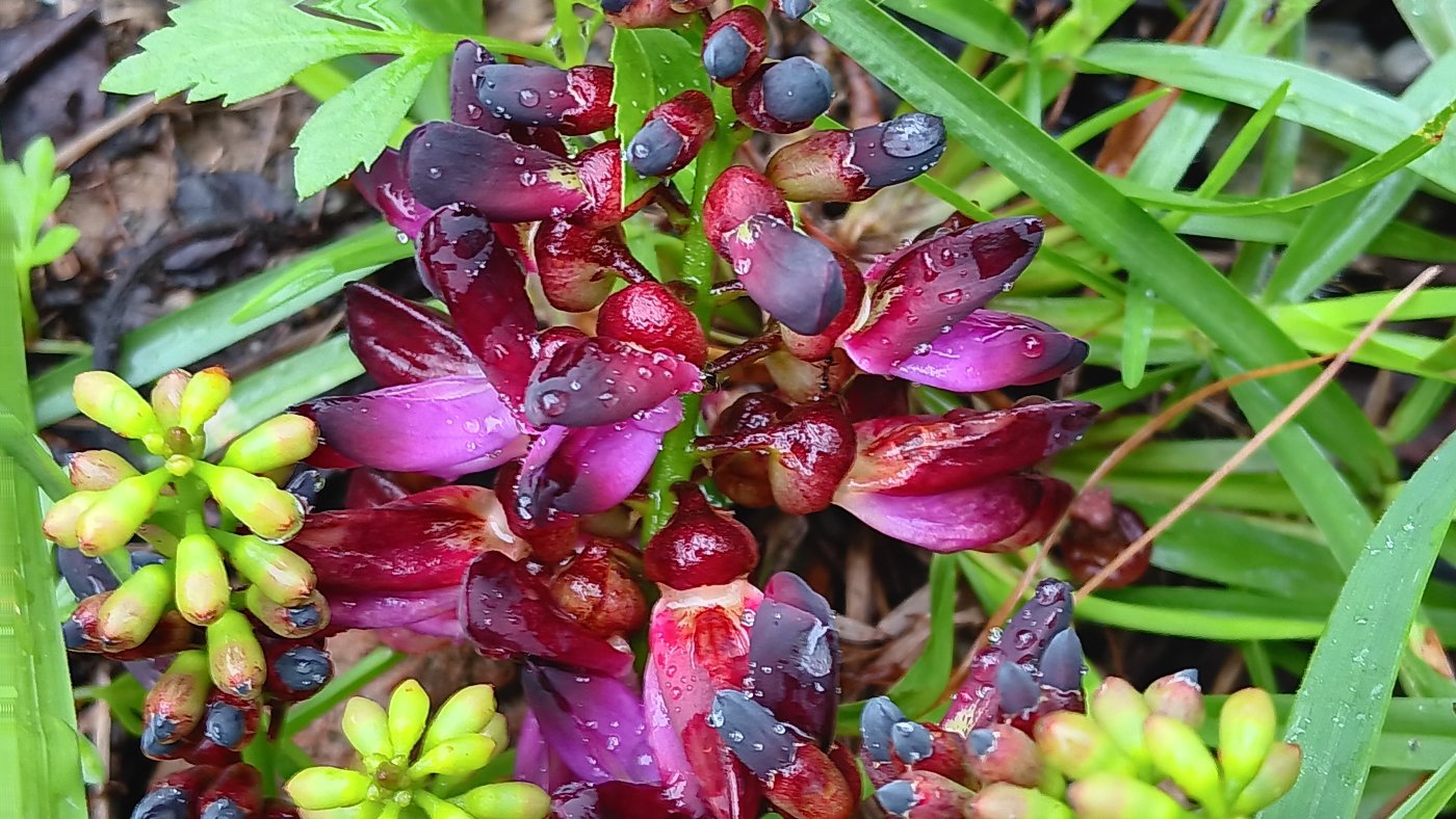 圓錐花序腋生。盛花期6-7月間