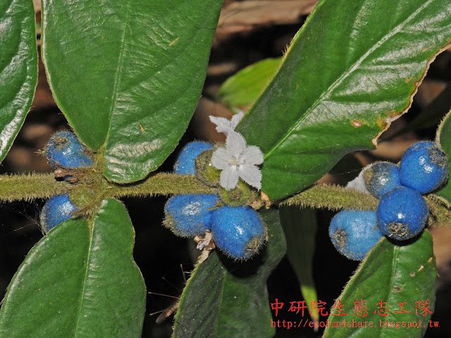 圓葉雞屎樹，花兩性，聚繖花序簇生於葉腋，藍紫色的球形果