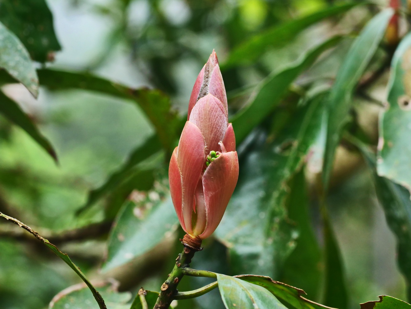 大葉楠的花葉混和芽