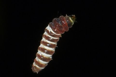 披針葉饅頭果樹上的細蛾幼蟲