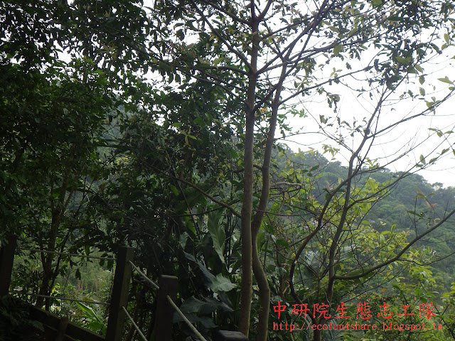 山豬肝植株