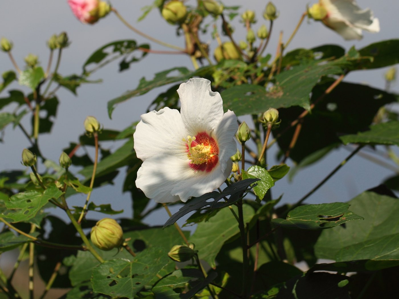 兩性花，雄蕊筒包圍花柱