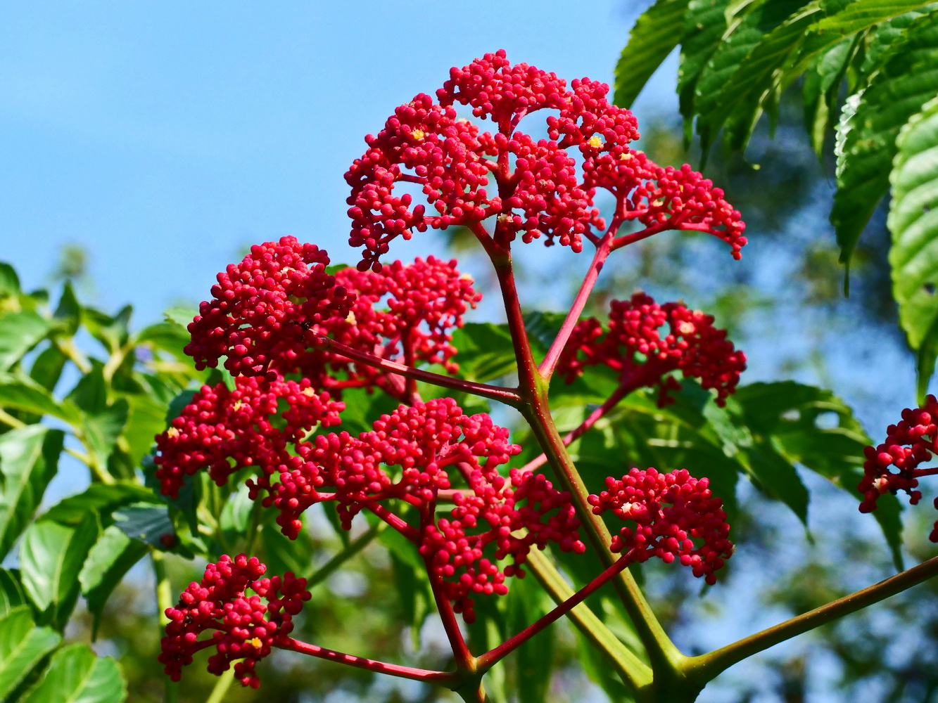 火筒樹花序
