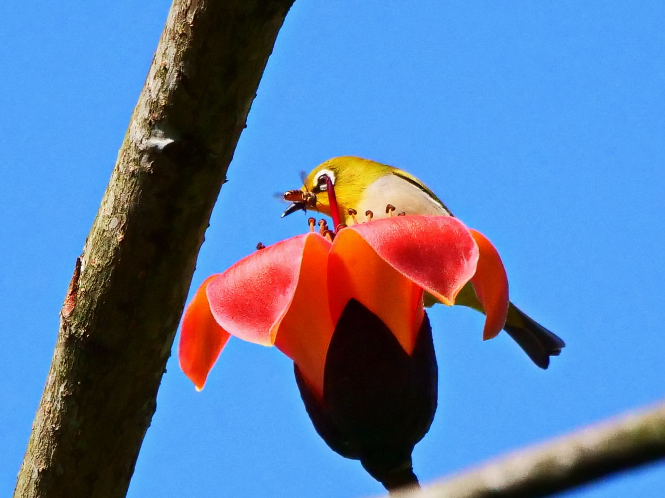 綠繡眼暢飲木棉濃郁花蜜