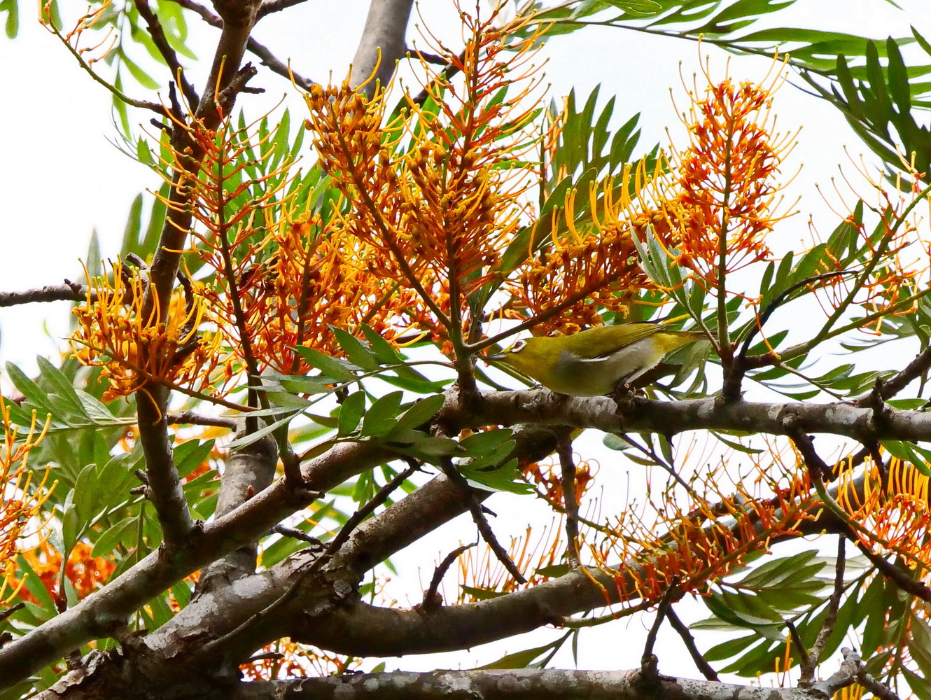 綠繡眼攝取花蜜