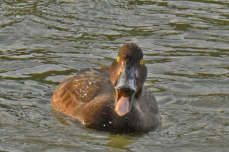 鳳頭潛鴨噎到?
