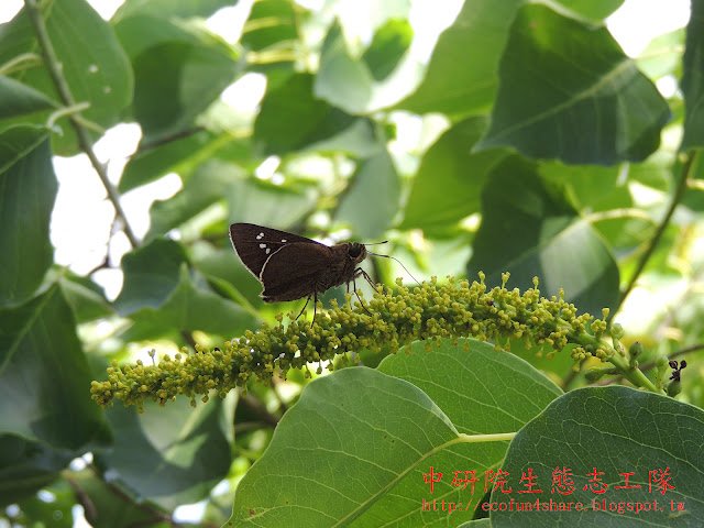 黯弄蝶/黑蚊弄蝶吸食烏桕