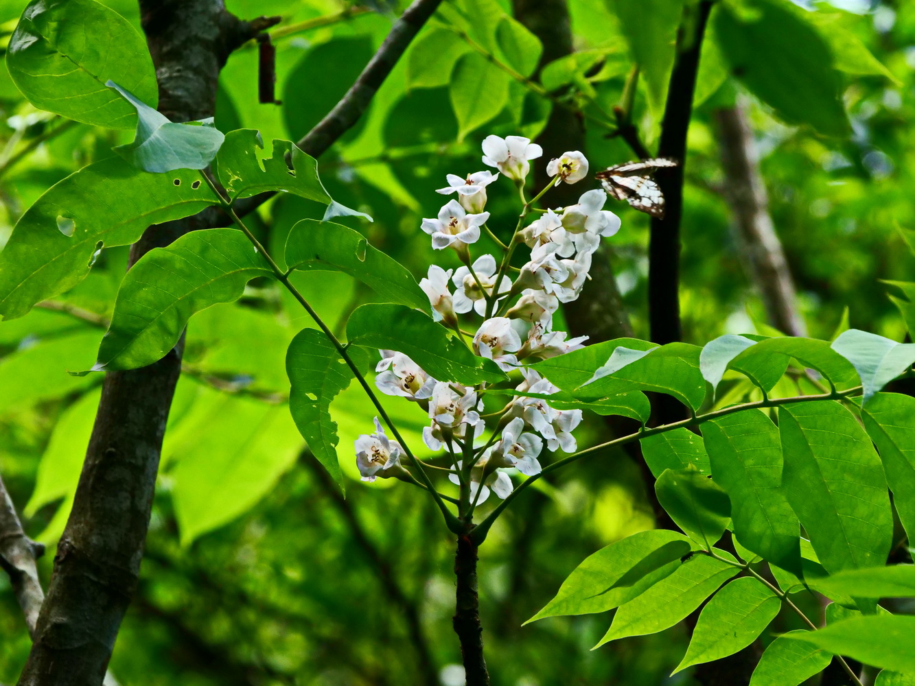 鐘萼木吸引石牆蝶