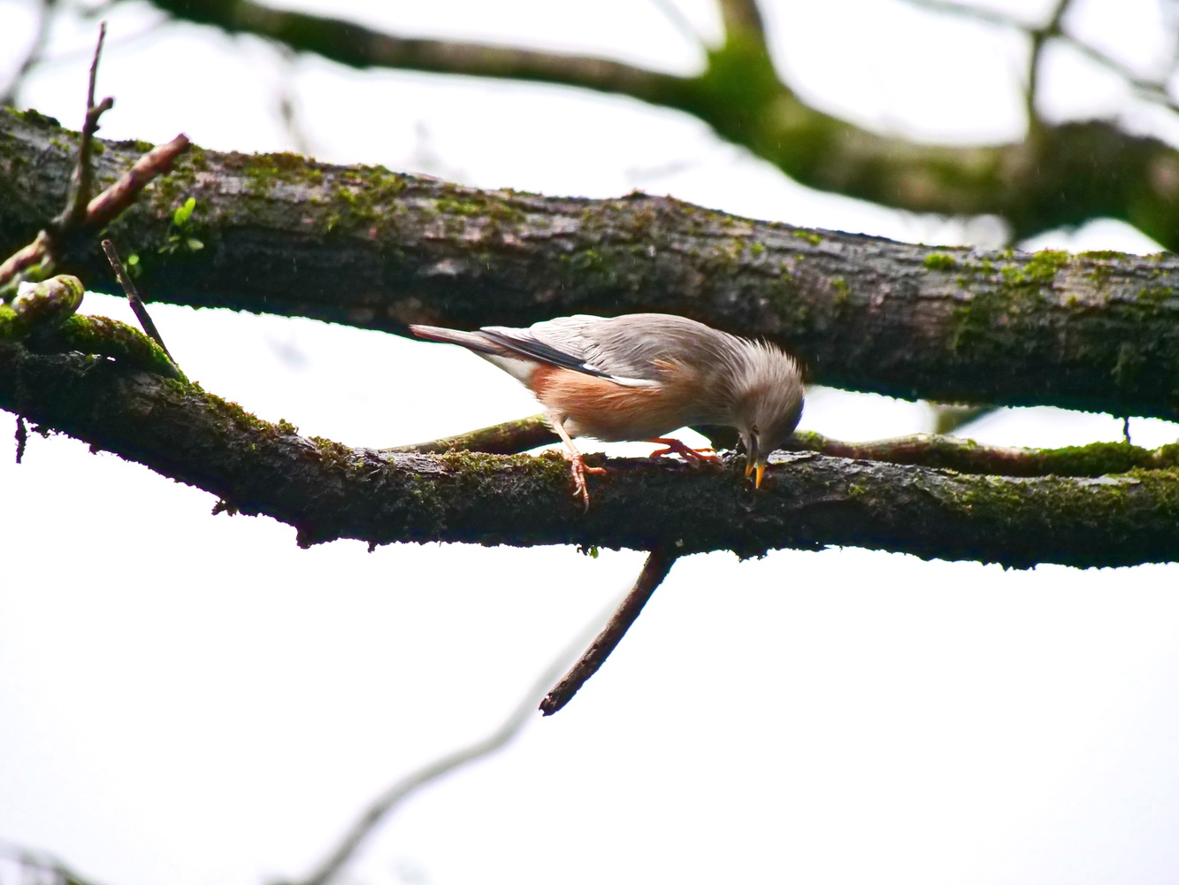 灰頭椋鳥在苦楝枝條找蟲